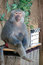 Free Baboon Royalty Free Stock Images - 6723679