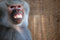 Free Baboon Royalty Free Stock Photo - 6723715