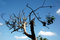 Free Dry Tree In Sillhoute Stock Photo - 6728430