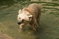 Free Brown Syrian Bear Royalty Free Stock Images - 6733509