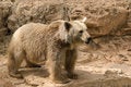 Free Brown Syrian Bear Royalty Free Stock Images - 6733639