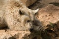 Free Brown Syrian Bear Royalty Free Stock Images - 6733749