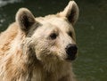 Free Brown Syrian Bear Royalty Free Stock Image - 6733786