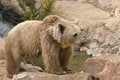 Free Brown Syrian Bear Royalty Free Stock Images - 6733879