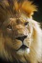 Free The Lion Royalty Free Stock Image - 6734286