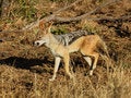 Free Jackal Royalty Free Stock Photo - 6739055