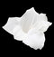 Free White Lily Royalty Free Stock Images - 6739799