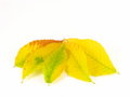 Free November October Autumn Leaf Foliage Fall Leaves Royalty Free Stock Photos - 6744218