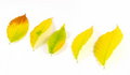 Free November October Autumn Leaf Foliage Fall Leaves Stock Images - 6744354