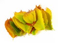 Free November October Autumn Leaf Foliage Fall Leaves Stock Photography - 6744382