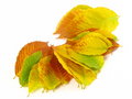 Free November October Autumn Leaf Foliage Fall Leaves Stock Photo - 6744570