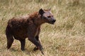 Free Bloody Hyena Walking In Safari Royalty Free Stock Image - 6746736