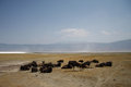 Free Gnu Antelopes Sleeping In Safari Stock Image - 6746781