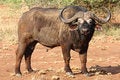 Free Africa Buffalo Standing On Road Stock Images - 6746844