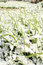 Free The First Snow Stock Photo - 6742100