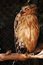Free Yellow Owl Stock Photos - 6742943