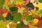 Free Autumn Royalty Free Stock Photos - 6743688