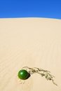 Free Desert Royalty Free Stock Photos - 6751408