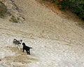 Free Dogs In The Sand Royalty Free Stock Photo - 6751795