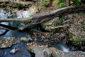 Free Fall Or Autumn Stock Photos - 6754213