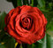 Free Red Rose Stock Image - 6752641