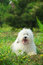 Free English Old Sheepdog Royalty Free Stock Photography - 6753217
