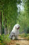 Free English Old Sheepdog Stock Photo - 6753290