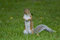Free Standing Grey Squirrel On The Grass Stock Photo - 6754310