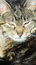 Free Cat Resting Stock Image - 6754451