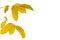 Free Yellow Autumn Leaves Stock Photo - 6755180