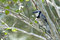 Free Bluejay Stock Photo - 6757670