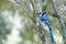 Free Bluejay Royalty Free Stock Photography - 6757677