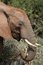 Free African Elephant Eating Stock Photo - 6761600