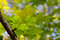 Free Spring Leaves Royalty Free Stock Photography - 6761687