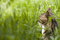Free Tabby Cat Stock Images - 6762584