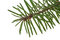 Free Branch Of The Spruce Royalty Free Stock Photos - 6766978