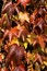 Free Red Autumn Leaves Royalty Free Stock Photo - 6767245