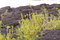 Free Lava Rocks Stock Photos - 6767813
