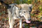 Free Wolf Pup Royalty Free Stock Photo - 6768215
