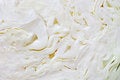 Free Cabbage Section Royalty Free Stock Photos - 6771688