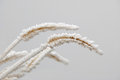 Free Winter Frost Royalty Free Stock Photo - 6779285