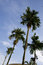 Free Palm Tree Stock Photography - 6773032