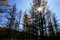 Free Trees Royalty Free Stock Photos - 6773458