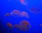 Free Jellyfish Stock Photos - 6774073
