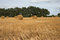 Free Hay Bales Royalty Free Stock Photography - 6775397