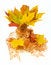 Free Fall Arrangenment In Vase With Candle Royalty Free Stock Photos - 6776508