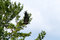 Free Eagle Stock Photo - 6779220