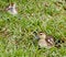 Free Mallard Duckling Royalty Free Stock Photos - 6779838