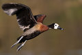 Free White Faced Duck Stock Photos - 6783993