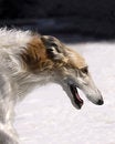 Free Borzoi Stock Image - 6784781